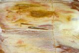 Free-Standing, Polished Petrified Wood - Madagascar #149338-3